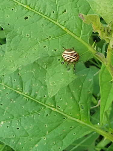 Colorado Potato Beetle photo 6
