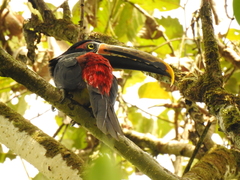 Pteroglossus torquatus