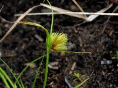Carex bohemica