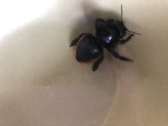 Xylocopa augusti
