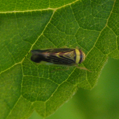Colladonus mendicus