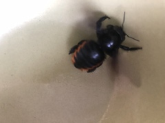 Xylocopa augusti