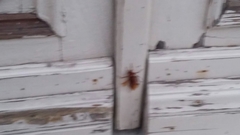 Periplaneta americana
