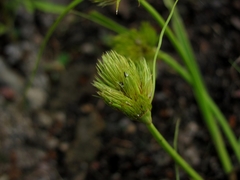 Carex bohemica