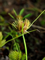 Carex bohemica