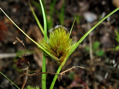 Carex bohemica