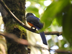 Trogon chionurus