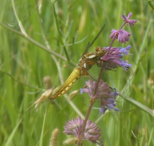Broad-bodied Chaser