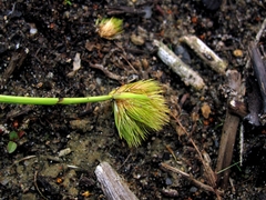 Carex bohemica