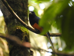 Trogon chionurus