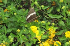 Siproeta epaphus trayja