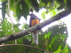 Trogon chionurus