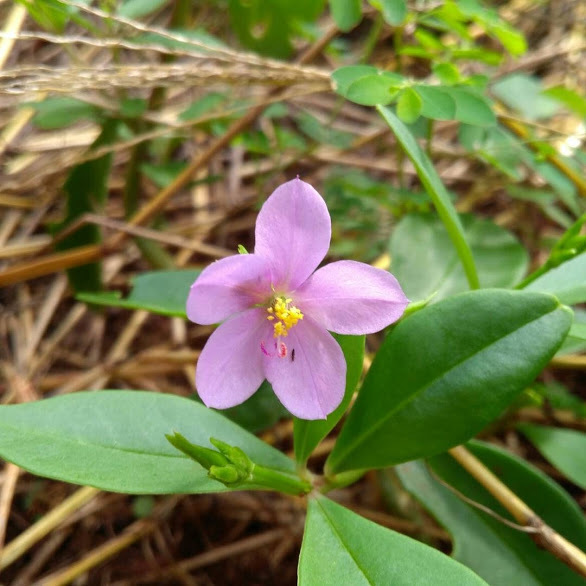 Talinum fruticosum