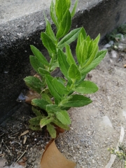 Dittrichia viscosa