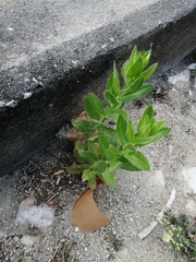 Dittrichia viscosa