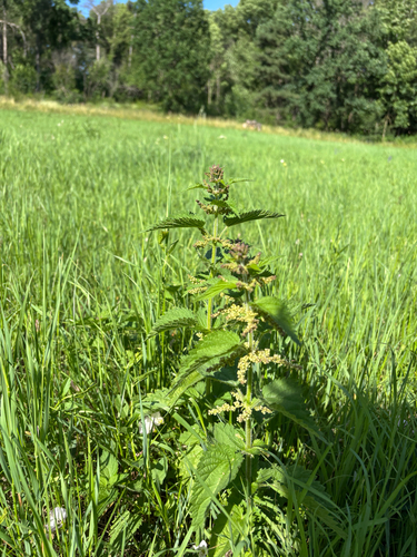 great stinging nettle