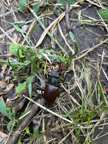 European Stag Beetle