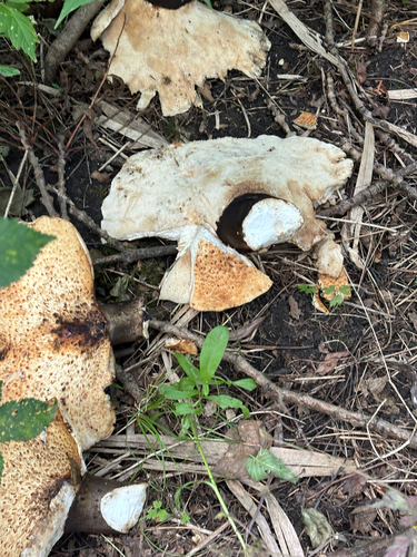 Dryad's Saddle