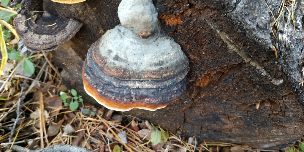 Fomitopsis pinicola · September 2019 · photo: © yurii_basov (iNaturalist, cc-by)