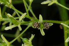 Anthrenus verbasci