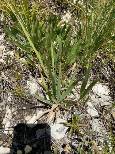 Baden's bluegrass (Poa badensis)
