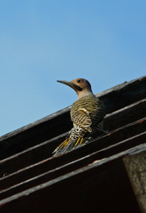 Colaptes auratus chrysocaulosus