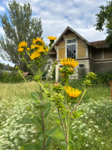 Elecampane