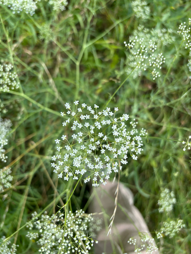 Longleaf
