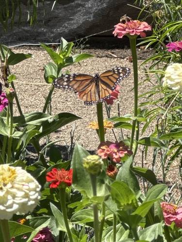Monarch photographed in Oregon