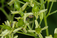 Anthrenus verbasci