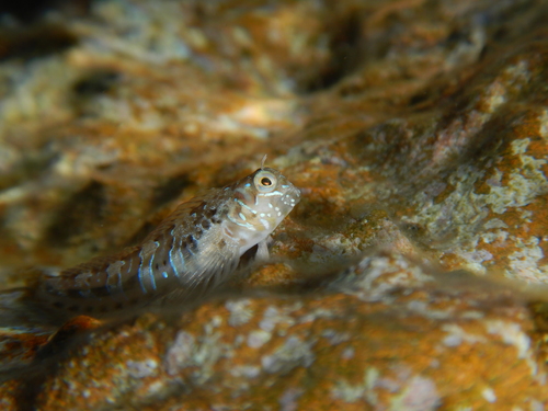 Sphinx Blenny