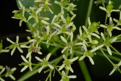 Anthrenus verbasci