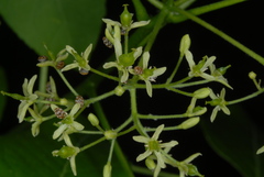 Anthrenus verbasci