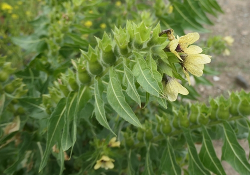black henbane