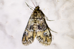 Elophila occidentalis