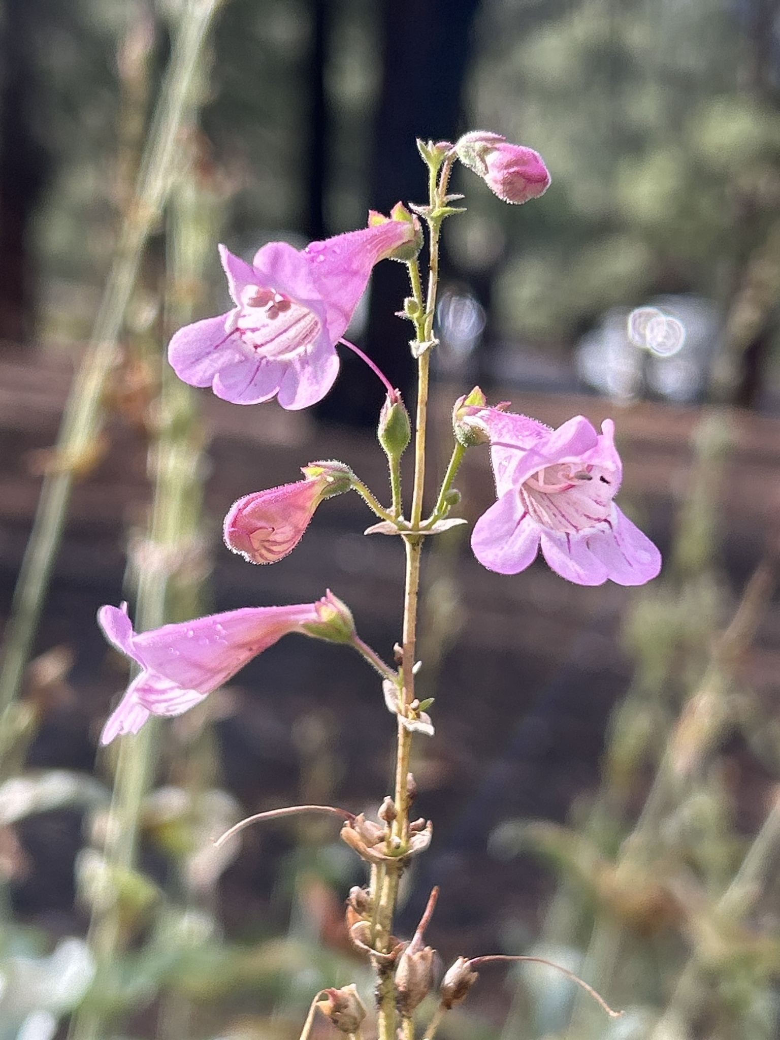 Penstemon clutei