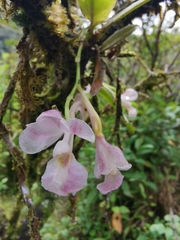 Rodriguezia lehmannii