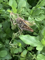 Kraussaria angulifera