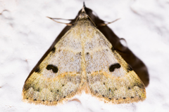 Hemeroplanis punitalis