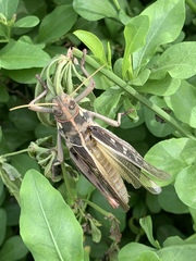 Kraussaria angulifera