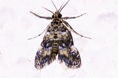 Elophila occidentalis