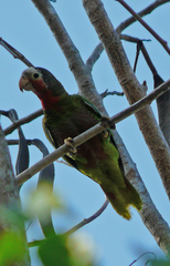Amazona leucocephala