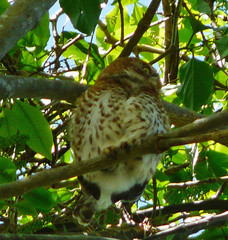 Glaucidium siju