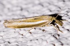 Fissicrambus intermedius