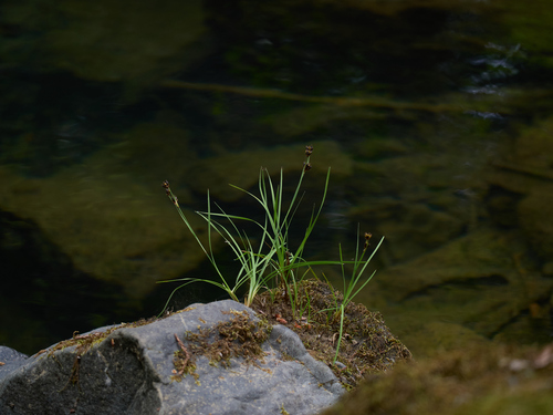coville's rush (Juncus covillei)