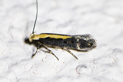 Aroga paraplutella