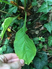 Solidago virgaurea virgaurea