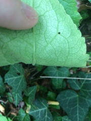 Solidago virgaurea virgaurea