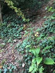 Solidago virgaurea virgaurea