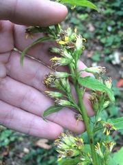 Solidago virgaurea virgaurea